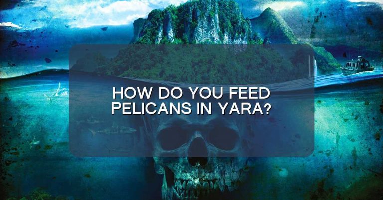 How do you feed pelicans in Yara?
